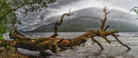 Fallen tree, Loch Lomond, Scotland © 2018 Keith Trumbo