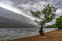Tree, Loch Lomond, Scotland © 2018 Keith Trumbo