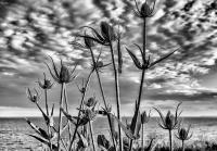 Thistles, Highcliffe Beach, UK  © 2017 Keith Trumbo