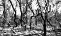 Winter Trees, Southampton, NY  © 2017 Keith Trumbo