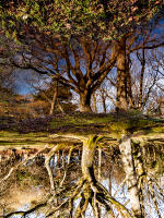 On reflection, New Forest, UK © 2019 Keith Trumbo