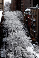 Snow trees West 82nd Street, NYC © 2021 Keith Trumbo