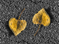 A leaf falls in Brooklyn © 2022 Keith Trumbo