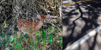 Bambi, Hampton Bays © 2022 Keith Trumbo