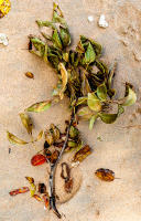 Branch on the beach, Barbados © 2022 Keith Trumbo