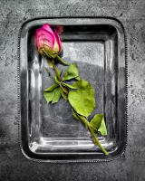 Rose on a silver tray, NYC © 2022 Keith Trumbo