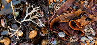 Seaweed, Worthing Beach © 2022 Keith Trumbo