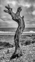 Dance of distress, Orient Point, NY © 2019 Keith Trumbo