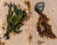 Seaweeds, Mattituck, NY © 2021 Keith Trumbo