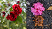 Flowers, Courtfield Gardens, London © 2022 Keith Trumbo