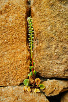 Flower, Villa Romana del Casale, Sicily © 2023 Keith Trumbo