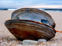 Shell, Bridgehampton © 2022 Keith Trumbo