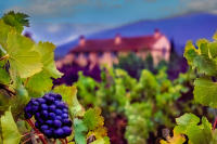 Vineyard, Le Baou D'Infer, Provence © 2022 Keith Trumbo