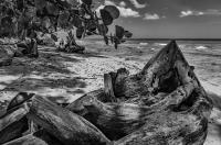 Sunbathing Crab and Couple, Barbados © 2019 Keith Trumbo