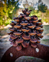 Stone Pine Cone, Provence © 2023 Keith Trumbo