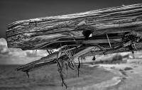 Moby-Dick drift wood, NY © 2023 Keith Trumbo