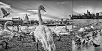 Birds of a feather, The Thames, London  2023 Keith Trumbo