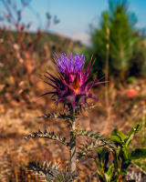 Artichoke Thistle, Algarve © 2023 Keith Trumbo