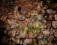 The hard and the soft, Villefranche, France
© 2024 Keith Trumbo