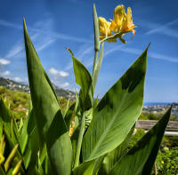 Canna Lilly, Villefranche, France © 2024 Keith Trumbo