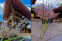 Cherry blossoms, Meiji Jingu Shrine, Tokyo © 2024 Keith Trumbo