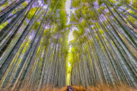Sagano Bamboo Forest, Tenryu-ji Temple, Kyoto © 2024 Keith Trumbo
