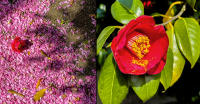 Japanese camellia (tsubaki), symbol of love, loyalty, humility, Naoshima © 2024 Keith Trumbo