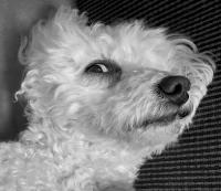 Billy, Lancing, UK © 2022 Keith Trumbo