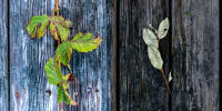 Virginia creeper - Autumn olive leaf, Southampton, NY © 2017 Keith Trumbo