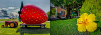 Strawberry fields forever, Long Island - Le Baou d'Enfer, Provence - © 2023 Keith Trumbo