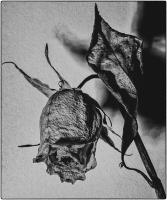 Dead rose, NYC © 2015 Keith Trumbo