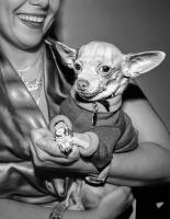 It's a dog's life, NYC © 2001 Keith Trumbo                  