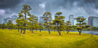 Japanese Red Pine trees, Imperial Palace of Tokyo, Tokyo © 2024 Keith Trumbo