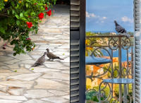 Eurasian collard doves - Homing pigeon, Villefranche-sur-Mer, France © 2024 Keith Trumbo