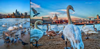 Birds of a feather, The Thames, London © 2023 Keith Trumbo