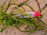 Washed up, Bridgehampton © 2026 Keith Trumbo