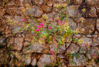 The hard and the soft, Villefranche, France
© 2024 Keith Trumbo