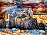 Driftwood, NY © 2023 Keith Trumbo