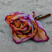 Flower, Siracusa © 2018 Keith Trumbo