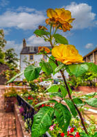 Roses, Stirling © 2018 Keith Trumbo