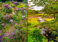 Heather, Loch Lochy - Castle Dunvegan, Isle of Skye © 2018 Keith Trumbo
