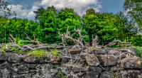 Branches on stone walls (dykes) deter sheep from jumping over, Tobermory © 2018 Keith Trumbo