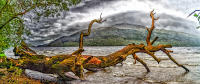 Fallen tree, storm over Loch Lomond, Scotland © 2018 Keith Trumbo