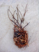 Wind wrapped, Bridgehampton © 2005 Keith Trumbo