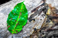 A summer's wave goodbye, Bridgehampton 2014 Keith Trumbo