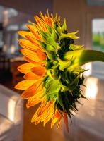 Flower head, Bridgehampton © 2006 Keith Trumbo