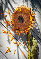 Petal tears as summer ends, Bridgehampton © 2008 Keith Trumbo