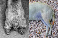 Dougie, London © 2004 - Rosie, Provence, France © 2022 Keith Trumbo