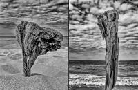 Drift wood, Hawaii © 2022 Keith Trumbo