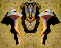 Shells, Greenport © 2005 Keith Trumbo